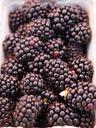 blackberries-berries-fruits-fruit-499113.jpg