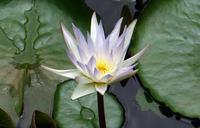 lily-water-lily-nymphaeaceae-flower-790273.jpg