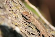 lizard-animal-marron-tree-macro-426205.jpg