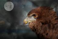 raptor-adler-bill-moon-gloomy-589414.jpg