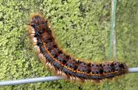 caterpillar-butterfly-caterpillar-1423290.jpg