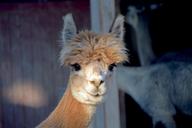 alpaca-farm-cute-animal-mammal-1645599.jpg