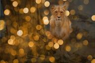 lion-predator-lights-night-wildcat-581956.jpg