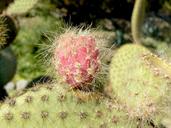 cactus-plant-succulent-botanical-192293.jpg