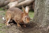 bunny-rabbit-pet-cute-brown-164948.jpg