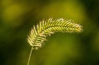 weeds-seed-grass-green-shape-1102093.jpg