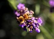 bee-lavender-pollen-insect-nature-1040522.jpg