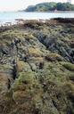 Geologic_formations_revealed_at_low_tide,_Tanjung_Rimau.jpg