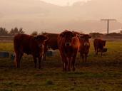 cows-evening-sun-steaming-breath-505003.jpg