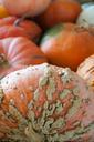 agriculture-autumn-background-carve-219933.jpg