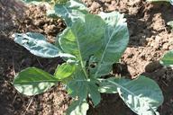 agriculture-cabbage-culture-garden-87758.jpg