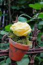 rose-flowerpot-fence-rustic-940403.jpg