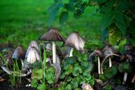 mushrooms-weed-stinging-nettle-226629.jpg