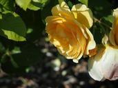 seattle-flower-rose-yellow-360190.jpg