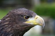 raptor-eagle-beak-feather-predator-521181.jpg