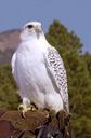 gyrfalcon-falcon-gerfalcon-hawk-572629.jpg