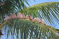 birds-sunny-tropical-parrots-1520884.jpg