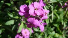 violet-flower-purple-nature-garden-738086.jpg