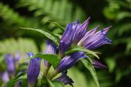 violet-flower-plant-591907.jpg