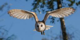 barn-owl-bird-owl-nature-wildlife-1107397.jpg