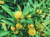 lemons-tree-fruit-citrus-1149003.jpg