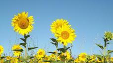 summer-sunflowers-field-flowers-1023065.jpg