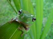 frog-portrait-macro-amphibian-647758.jpg