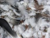 feathers-paloma-birds-1007353.jpg