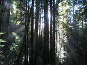 Redwoods Little Creek Swanton Pacific Ranch.JPG