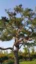 wood-pine-abstract-arboretum-750067.jpg