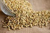 coriander-seeds-seasoning-166990.jpg