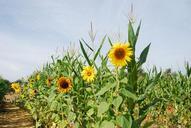 sunflower-corn-stalks-corn-natural-1011569.jpg