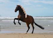 horse-prancing-horse-horses-animal-319258.jpg