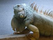 iguana-adult-male-reptile-lizard-242629.jpg