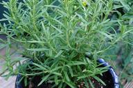 rosemary-herbs-green-fresh-1347087.jpg