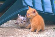 kittens-pets-cat-cute-small-young-1603818.jpg