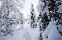 Baxter_Bog_in_Snow.jpg