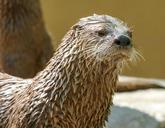 otter-wildlife-animal-zoo-cute-1455808.jpg