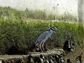 heron-water-bird-bird-739061.jpg