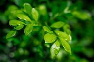 leaves-wet-droplets-rain-green-932114.jpg