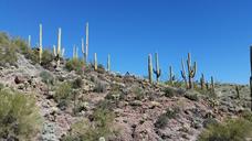 saguaro-cactus-cacti-arizona-1257015.jpg