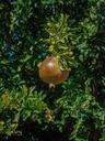 pomegranate-garden-fruit-nature-1199385.jpg