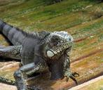 iguana-lizard-animal-reptile-621719.jpg