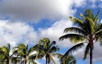 coconut-trees-blue-sky-tropical-644083.jpg