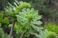 cactus-blossom-bloom-tenerife-1578954.jpg