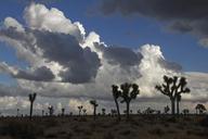 sunset-silhouettes-trees-clouds-1567101.jpg