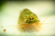 triops-primeval-cancer-1515320.jpg