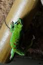 day-gecko-malagasy-taggecko-gecko-101114.jpg