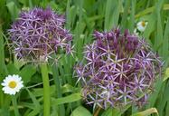 kitchen-garden-onion-flowers-purple-831262.jpg