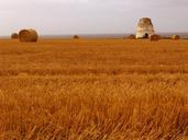 wheat-field-shelter-wheat-field-978653.jpg